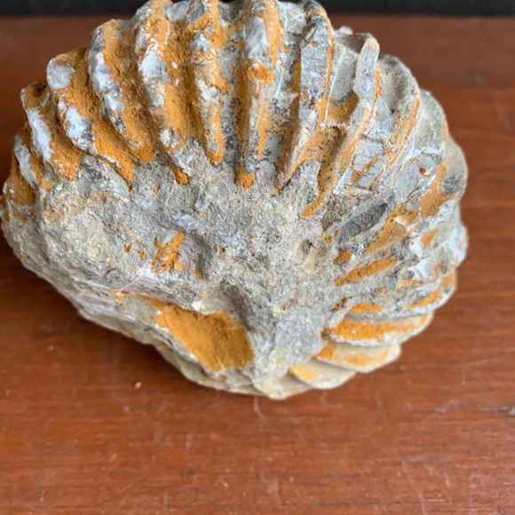 Ammonite Fossil from Morocco. - Picture 5 of 11